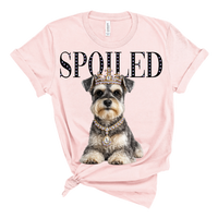 Watson the Schnauzer AV113